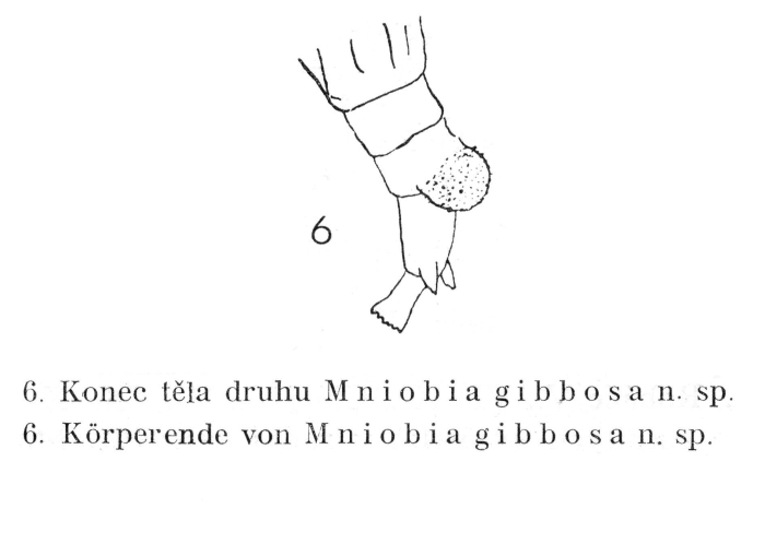 Mniobia gibbosa - Original description image