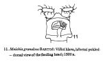 Mniobia granulosa