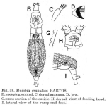 Mniobia granulosa
