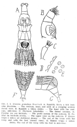 Mniobia granulosa