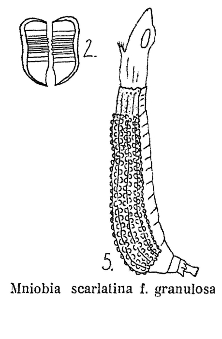 Mniobia granulosa - Original description image