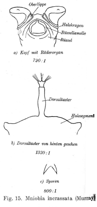 Mniobia incrassata