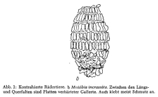 Mniobia incrassata