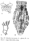 Mniobia incrassata