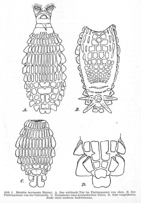 Mniobia incrassata Mniobia incrassata