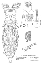 Mniobia incrassata - Original description image