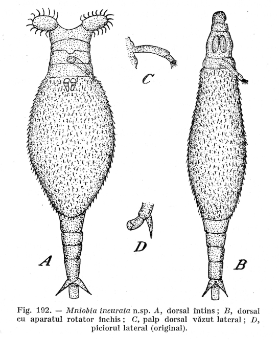 Mniobia incurata - Original description image