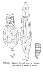 Mniobia iurensis - Original description image