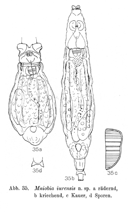 Mniobia iurensis