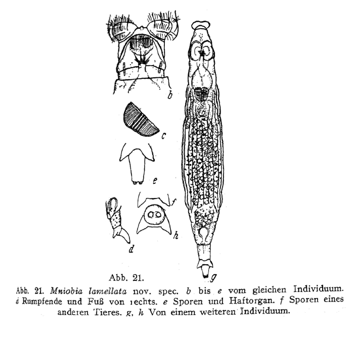 Mniobia lamellata