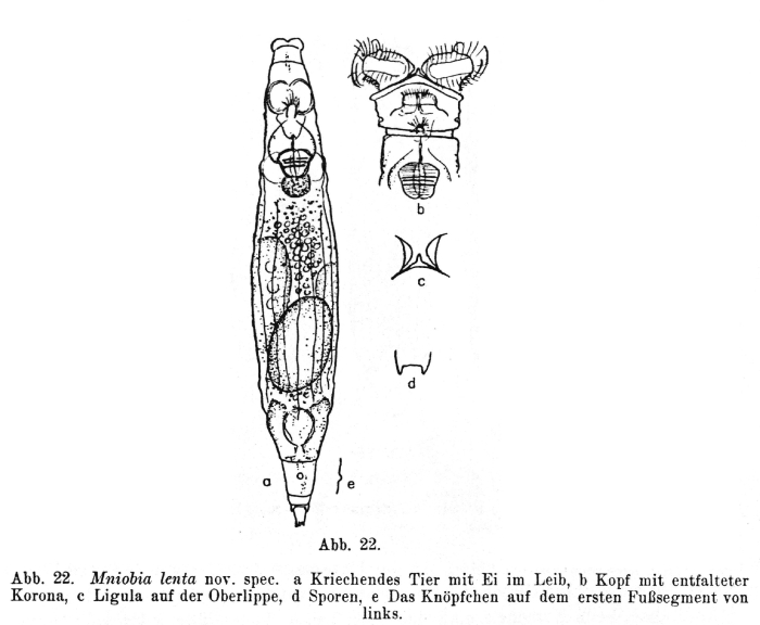 Mniobia lenta - Original description image
