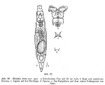 Mniobia lenta