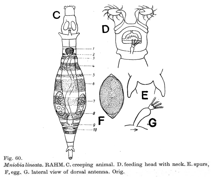 Mniobia lineata