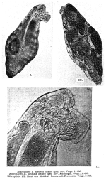Mniobia lineata - Original description image