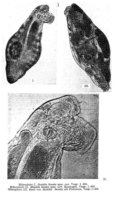 Mniobia lineata - Original description image