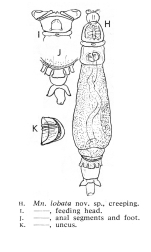 Mniobia lobata - Original description image