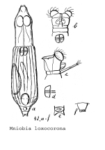 Mniobia loxocorona - Original description image
