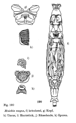 Mniobia magna