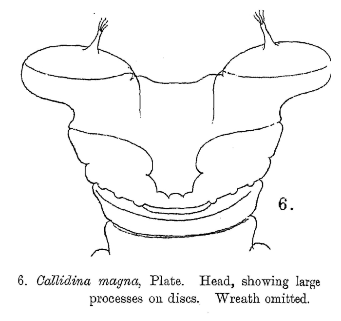 Mniobia magna