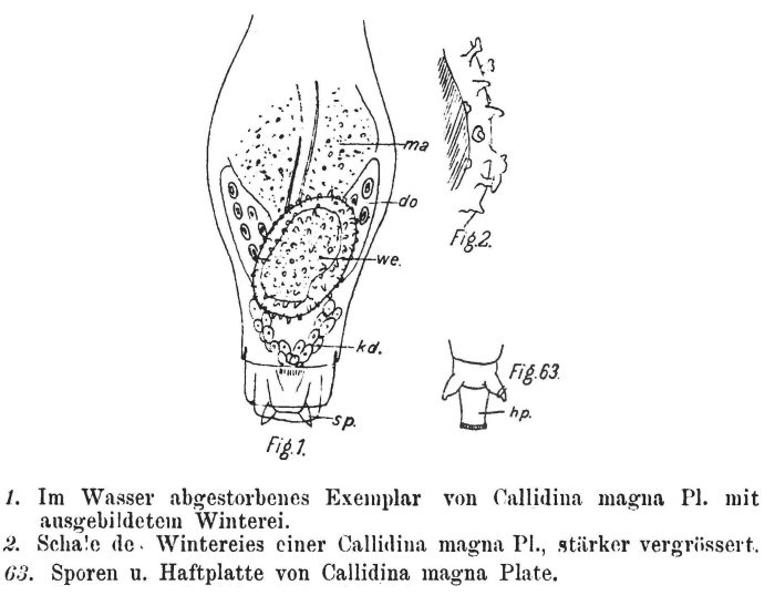 Mniobia magna