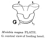 Mniobia magna