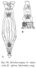 Mniobia magna