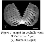 Mniobia magna