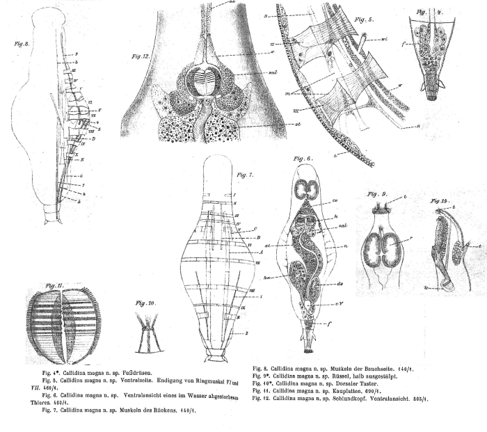 Mniobia magna - Original description image