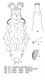 Mniobia mirabilis - Original description image