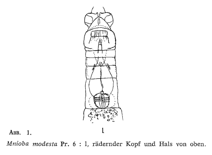 Mniobia modesta