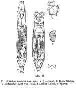 Mniobia modesta - Original description image