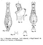 Mniobia montium