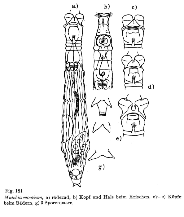 Mniobia montium