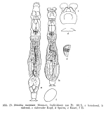 Mniobia montium