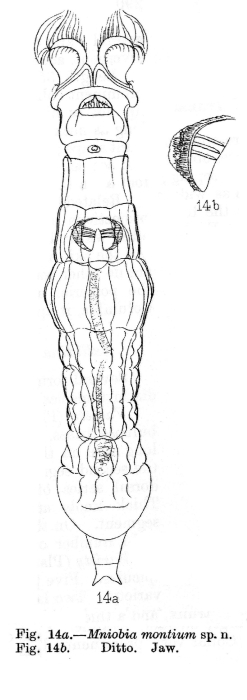 Mniobia montium - Original description image