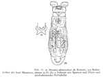 Mniobia obtusicalcar