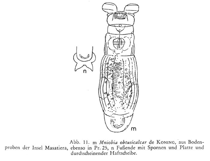 Mniobia obtusicalcar