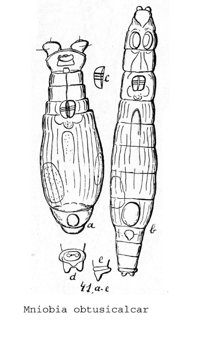 Mniobia obtusicalcar - Original description image