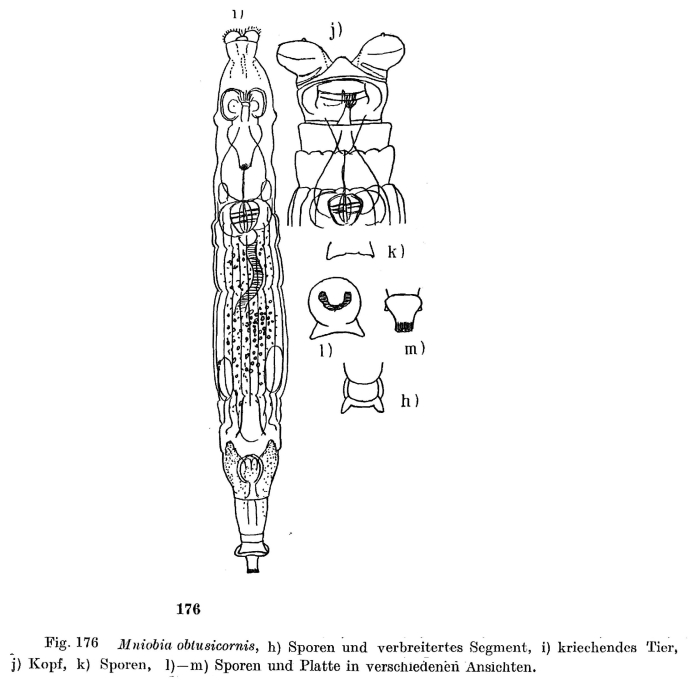 Mniobia obtusicornis Mniobia obtusicornis