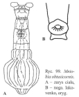Mniobia obtusicornis