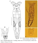 Mniobia obtusicornis