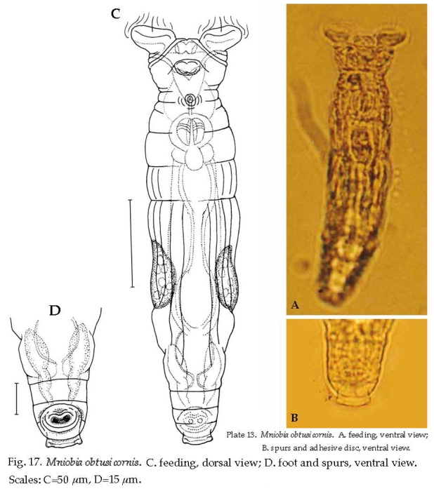 Mniobia obtusicornis Mniobia obtusicornis