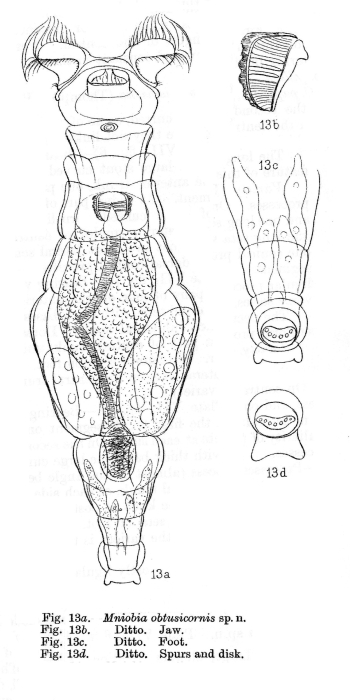 Mniobia obtusicornis - Original description image