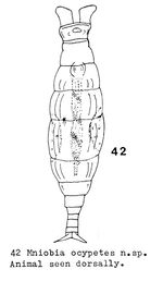 Mniobia ocypetes - Original description image