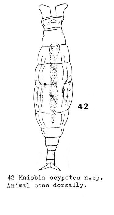 Mniobia ocypetes - Original description image