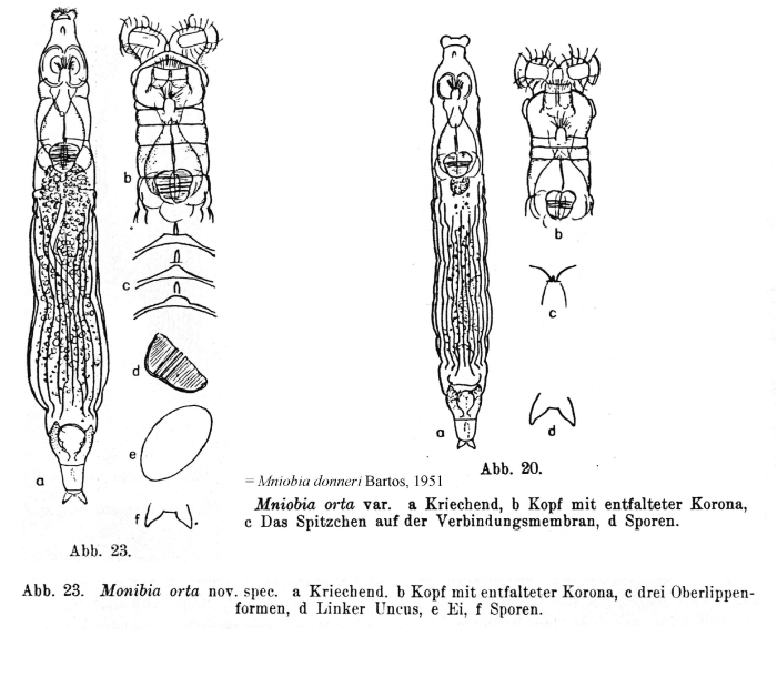 Mniobia orta - Original description image