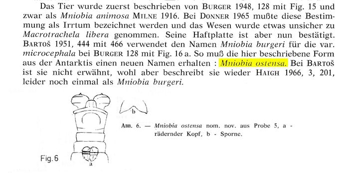 Mniobia ostensa - Original description image