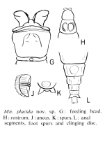 Mniobia placida - Original description image