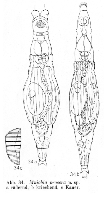 Mniobia procera - Original description image