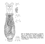 Mniobia punctata